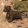 American Pit Bull Terrier Blueline