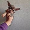 Reinrassige, zuckersüße Chihuahua-Welpen