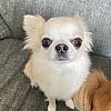 Charmant Chihuahua-Welpen