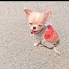 Reinrassige kleine Chihuahua-Welpen