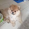 Wunderschöner Reinrassiger Pomeranian Boo Welpe