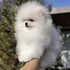 Teddy Face Pomeranian (Zwergspitz) Welpe