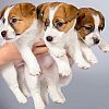 Wunderschöne Jack Russell Terrier Welpen zu verkaufen