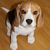 Schöne Beagle-Welpen zu verkaufen
