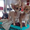 Wunderschöne Chihuahua-Welpen mit Stammbaum
