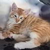 Waldkatzen-Kätzchen mit 11 Wochen