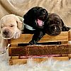 Süße registrierte Labrador-Welpen stehen zum Verkauf bereit
