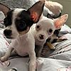 Tolle Chihuahua-Welpen für neues Zuhause