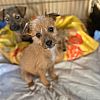atemberaubender Border Terrier Welpe zu verkaufen