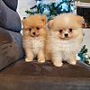  2 Pomeranian Welpen Frohe Weihnachten