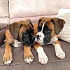 Generation Boxer Pups For Sale Only 2 Bobtailed Tex me on viber via +447308659604