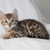 Reinrassig Bengal Kitten 