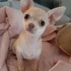 Chihuahua-Welpe