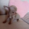 Reinrassige, zuckersüße Chihuahua-Welpen