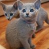 Rein russische blaue Kätzchen können reserviert werden