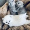 Entzückende Britisch Kurzhaar-Kätzchen