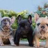 Super Französische Bulldoggenwelpen zu verkaufen