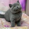 Britische Kurzhaar-Kätzchen kostenlos
