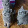 Britische Kurzhaar-Kätzchen kostenlos