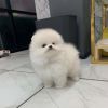 MINI Pomeranian Boo Welpe