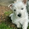 Erstaunliche West Highland Terrier-Welpen