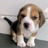 Wunderschöne Beagle-Welpen für neues Zuhause