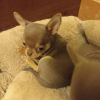 MINI-Chihuahua-Welpe