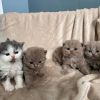 Anja entzückende Kätzchen zur Adoption