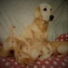 Gezonde Golden Retriever-pups beschikbaar