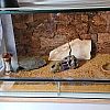 Verkaufe ein Glasterrarium