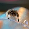 Phidippus Regius Nord Florida Weibchen