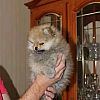 Schöner reinrassiger Pomeranian Boo-Welpe
