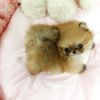 Außerordentlich Pomeranian Zwergspitz Mädchen Welpe