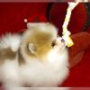  Pomeranian Zwergspitz TeaCup boo weiss