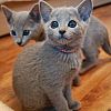 Rein russische blaue Kätzchen können reserviert werden