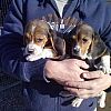 Beagle-Welpen werden sozial domestiziert