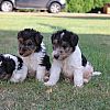 Drahthaarige Foxterrier Welpen.